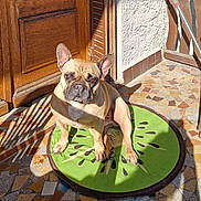 Pumba a rejoint le concours — aidez-le/la à gagner de superbes lots ! animal, brown, cute, daylight, dog, ears, flooring, french_bulldog, green_mat, home, kiwi_shape, outdoor, pet, portrait, shadow, sitting, sunlight, tile_pattern, tiled_floor, wooden_door