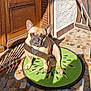 animal, brown, cute, daylight, dog, ears, flooring, french_bulldog, green_mat, home, kiwi_shape, outdoor, pet, portrait, shadow, sitting, sunlight, tile_pattern, tiled_floor, wooden_door