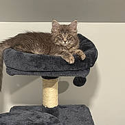 Willow is registered to the contest to win money with this photo: animal, cat, cat_tree, cozy, cute, ears, eyes, feline, fur, gray_cat, home, indoor, kitten, perch, pet, relaxed, resting, soft, tail, whiskers