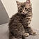 Willow