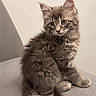adorable, animal, cat, chair, curious, cute, domestic, feline, fluffy, furry, gray_fur, indoor, kitten, pet, portrait, sitting, small, soft_lighting, whiskers, young