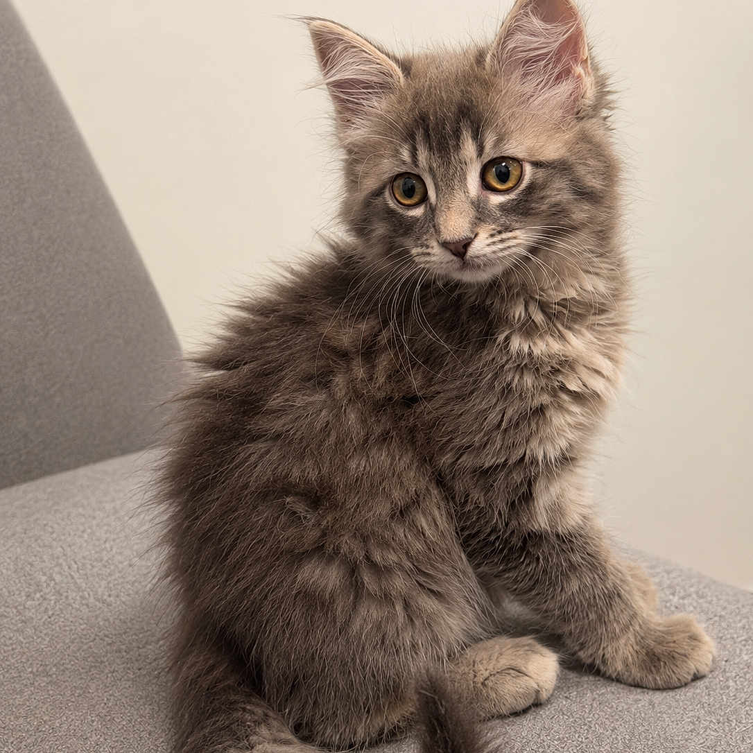 Willow