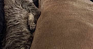 Willow joined the competition — help win amazing prizes! animal, blanket, brown, companion, cozy, cute, dog, friendship, furry, gray, indoors, kitten, nap, paw, pet, relaxation, resting, sleeping, soft, text_overlay