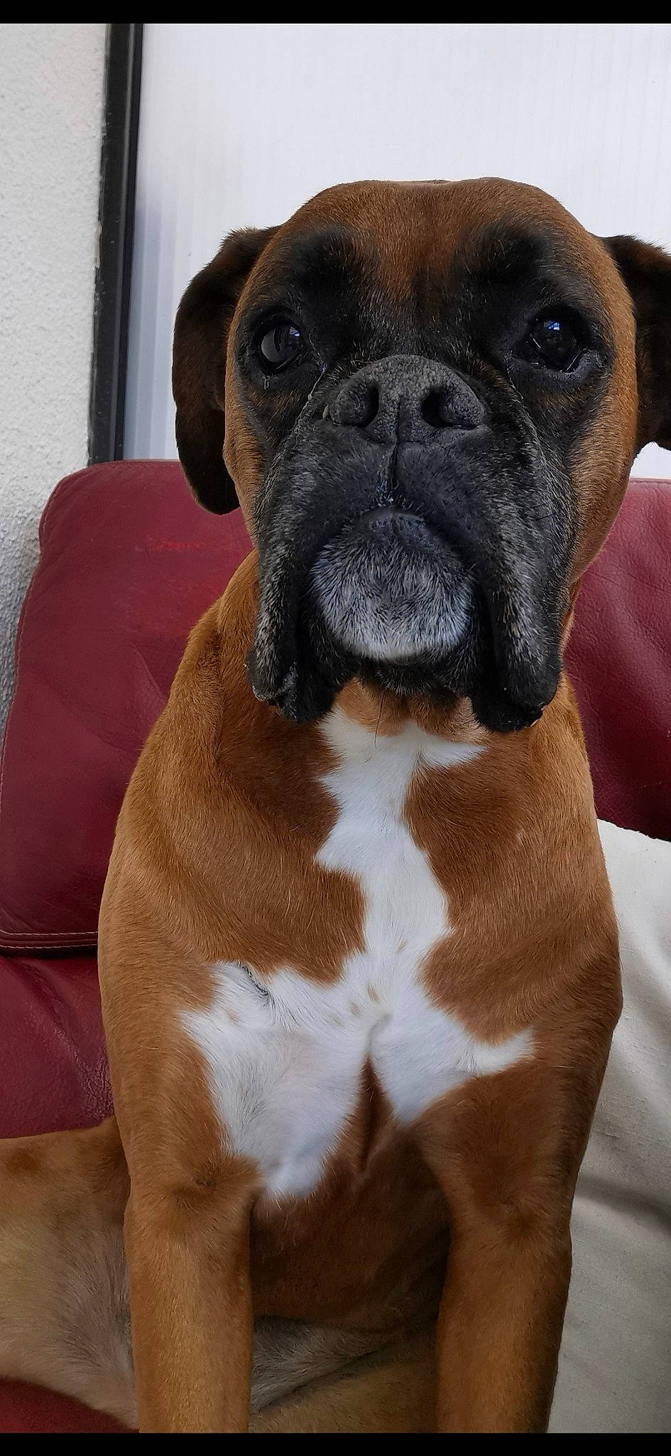 Thylia participe au concours pour gagner de l'argent avec cette photo : boerboel, boxer, bulldog, bullmastiff, canidae, carnivore, companion_dog, dog, dog_breed, fawn, mammal, molosser, old_english_bulldog, olde_english_bulldogge, rare_breed_dog, renascence_bulldogge, snout, sporting_group, valley_bulldog, vertebrate