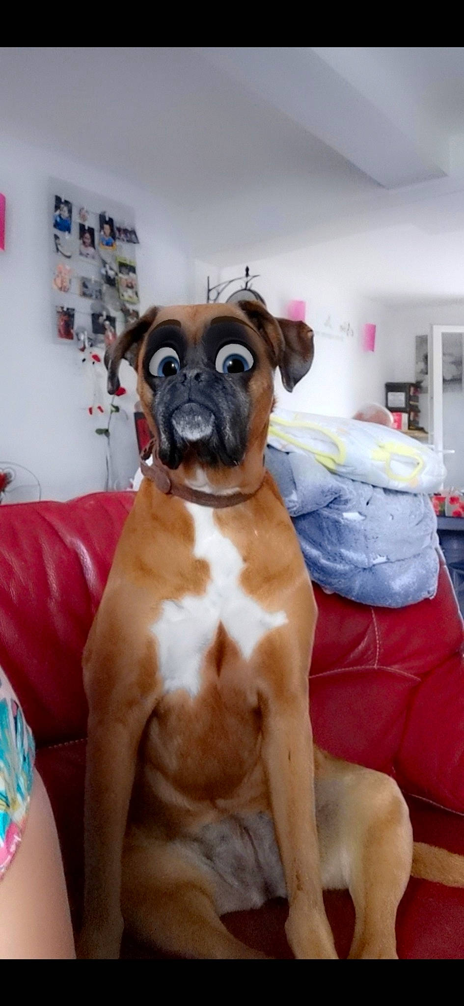 Thylia a rejoint le concours — aidez-le/la à gagner de superbes lots ! black_mouth_cur, boerboel, boxer, bullmastiff, canidae, carnivore, companion_dog, dog, dog_breed, fawn, mammal, non_sporting_group, rare_breed_dog, snout, sporting_group, valley_bulldog, vertebrate, working_dog