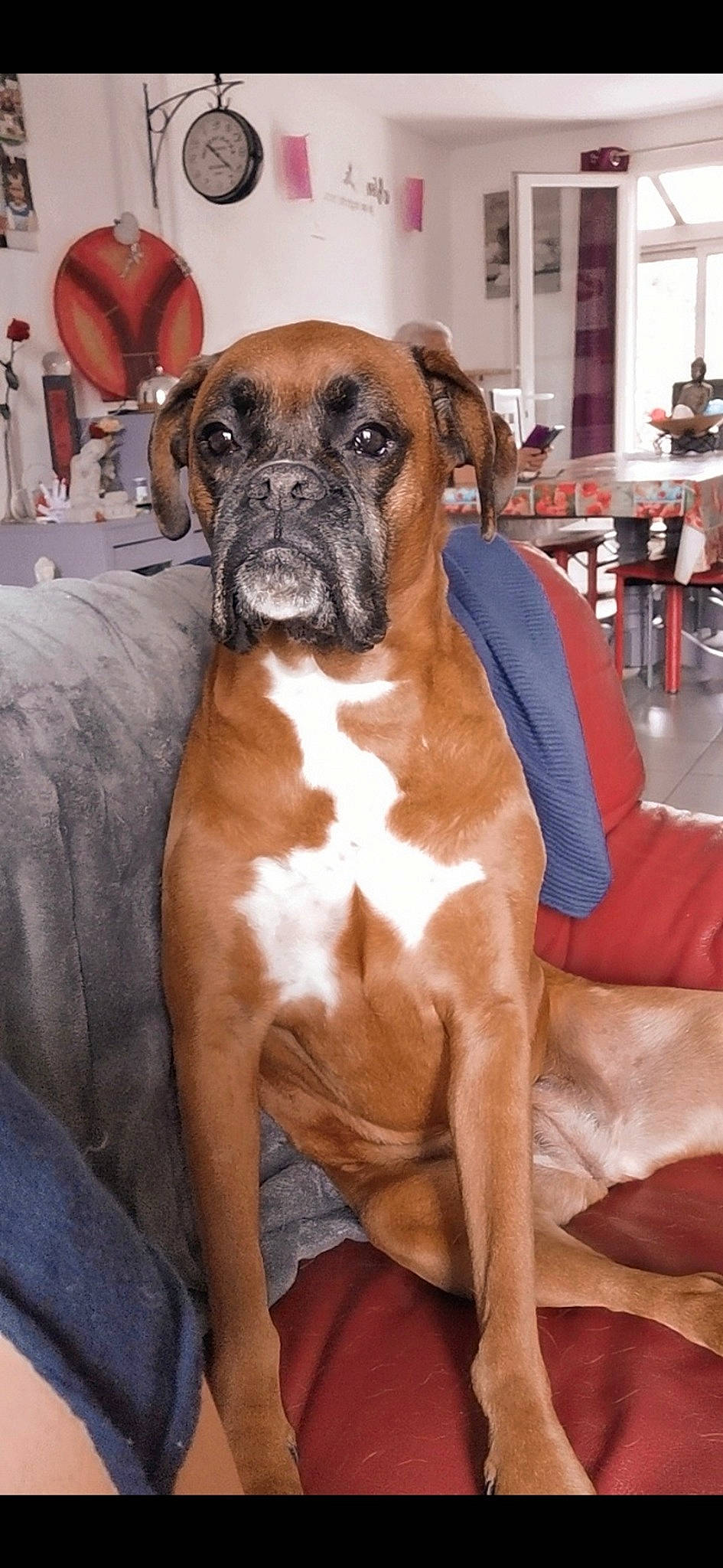 Thylia participe au concours pour gagner de l'argent avec cette photo : ancient_dog_breeds, boerboel, boxer, bullmastiff, canidae, carnivore, companion_dog, dog, dog_breed, fawn, giant_dog_breed, mammal, molosser, non_sporting_group, rare_breed_dog, snout, sporting_group, tosa, vertebrate, working_dog