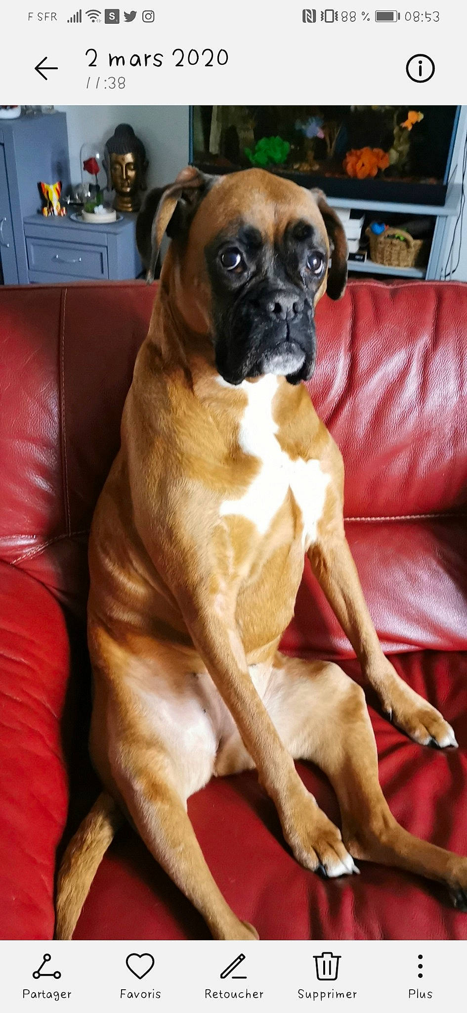 Thylia participe au concours pour gagner de l'argent avec cette photo : american_mastiff, black_mouth_cur, boerboel, boxer, bullmastiff, canidae, carnivore, companion_dog, dog, dog_breed, english_mastiff, fawn, guard_dog, mammal, molosser, non_sporting_group, snout, sporting_group, vertebrate, working_dog