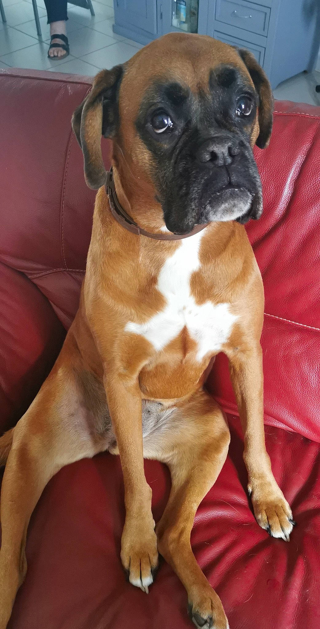 Thylia participe au concours pour gagner de l'argent avec cette photo : american_mastiff, boerboel, boxer, bullmastiff, canidae, carnivore, companion_dog, dog, dog_breed, fawn, mammal, molosser, rare_breed_dog, snout, sporting_group, valley_bulldog, vertebrate, whiskers, working_dog