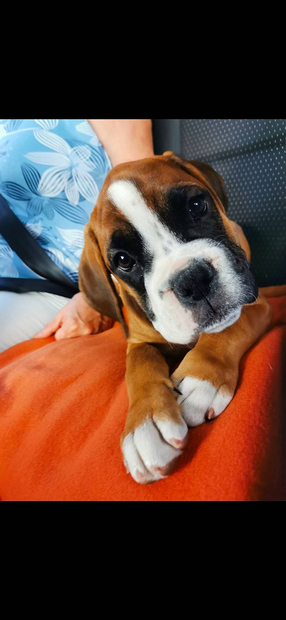 Roxy a rejoint le concours — aidez-le/la à gagner de superbes lots ! australian_bulldog, boxer, british_bulldogs, canidae, carnivore, companion_dog, dog, dog_breed, fawn, mammal, old_english_bulldog, olde_english_bulldogge, puppy, puppy_love, rare_breed_dog, snout, sporting_group, toy_bulldog, valley_bulldog, vertebrate