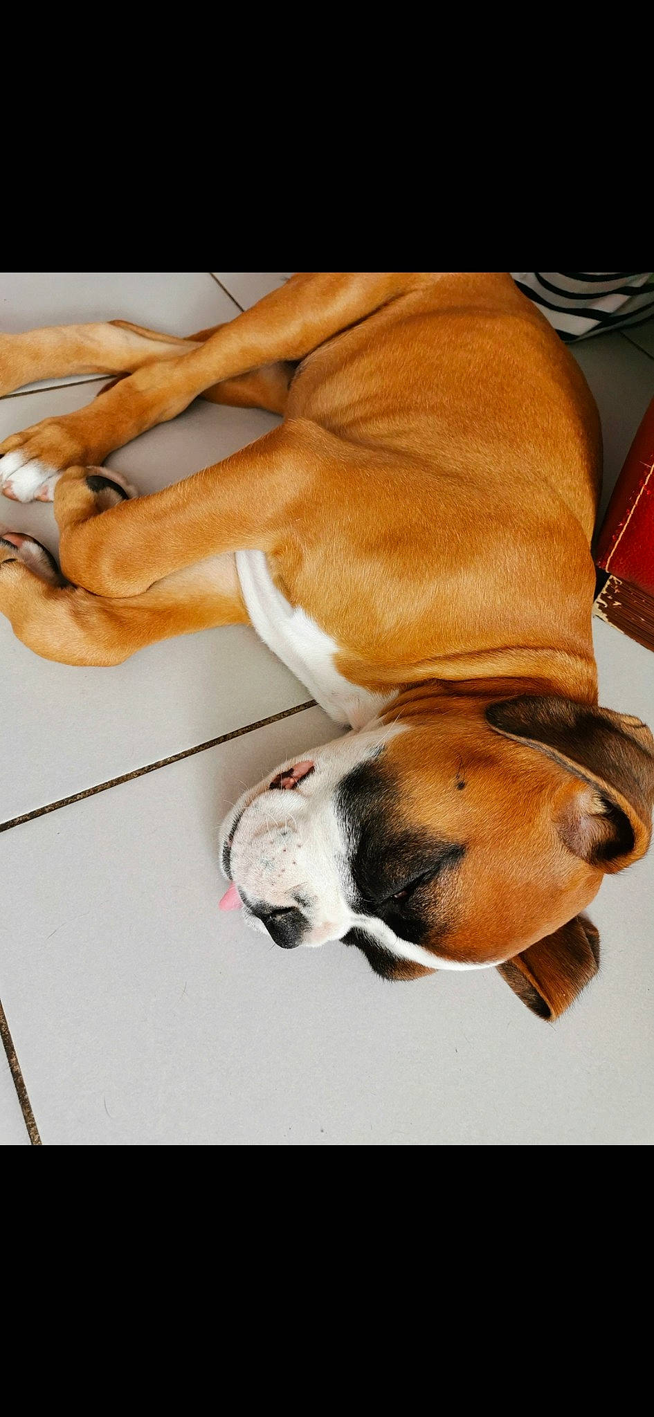 Roxy participe au concours pour gagner de l'argent avec cette photo : australian_bulldog, boxer, british_bulldogs, bulldog, canidae, carnivore, dog, dog_breed, fawn, mammal, non_sporting_group, old_english_bulldog, olde_english_bulldogge, snout, valley_bulldog, vertebrate