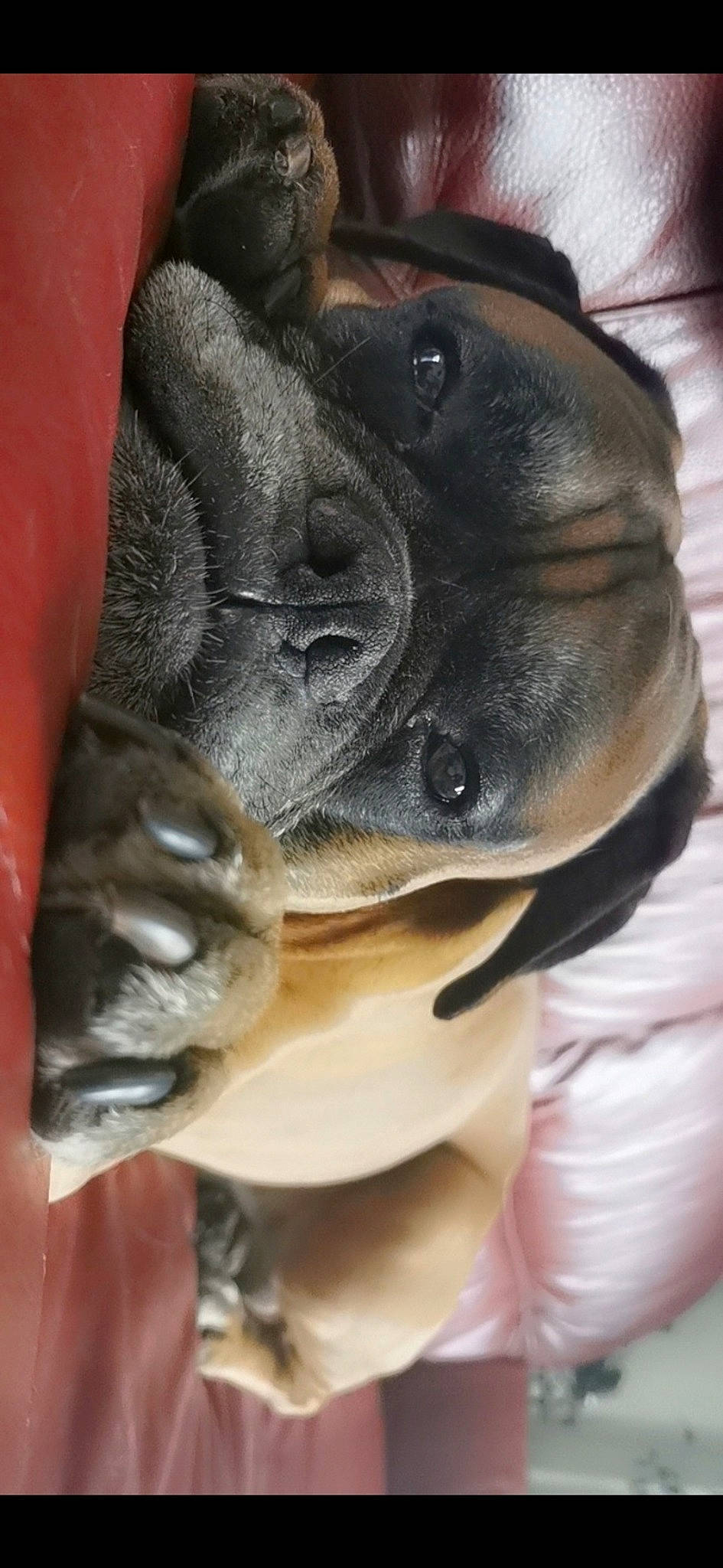 Gribouille a rejoint le concours — aidez-le/la à gagner de superbes lots ! boston_terrier, boxer, bulldog, canidae, carnivore, companion_dog, dog, dog_breed, fawn, french_bulldog, non_sporting_group, nose, skin, snout, wrinkle