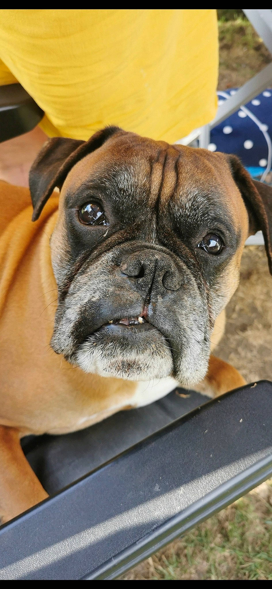 Gribouille participe au concours pour gagner de l'argent avec cette photo : ancient_dog_breeds, boxer, bulldog, bullmastiff, canidae, carnivore, close_up, companion_dog, dog, dog_breed, fawn, mammal, pug, puppy, rare_breed_dog, snout, sporting_group, vertebrate, whiskers, wrinkle