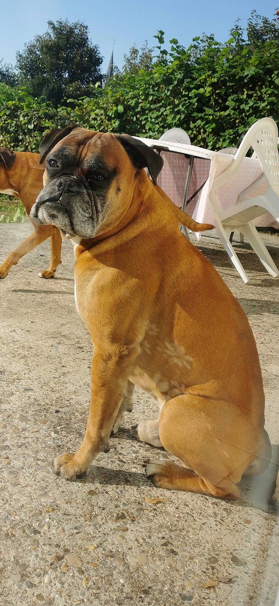 Gribouille participe au concours pour gagner de l'argent avec cette photo : ancient_dog_breeds, boxer, british_bulldogs, bulldog, bullmastiff, canidae, carnivore, companion_dog, dog, dog_breed, fawn, mammal, molosser, non_sporting_group, old_english_bulldog, olde_english_bulldogge, perro_de_presa_mallorquin, rare_breed_dog, snout, vertebrate