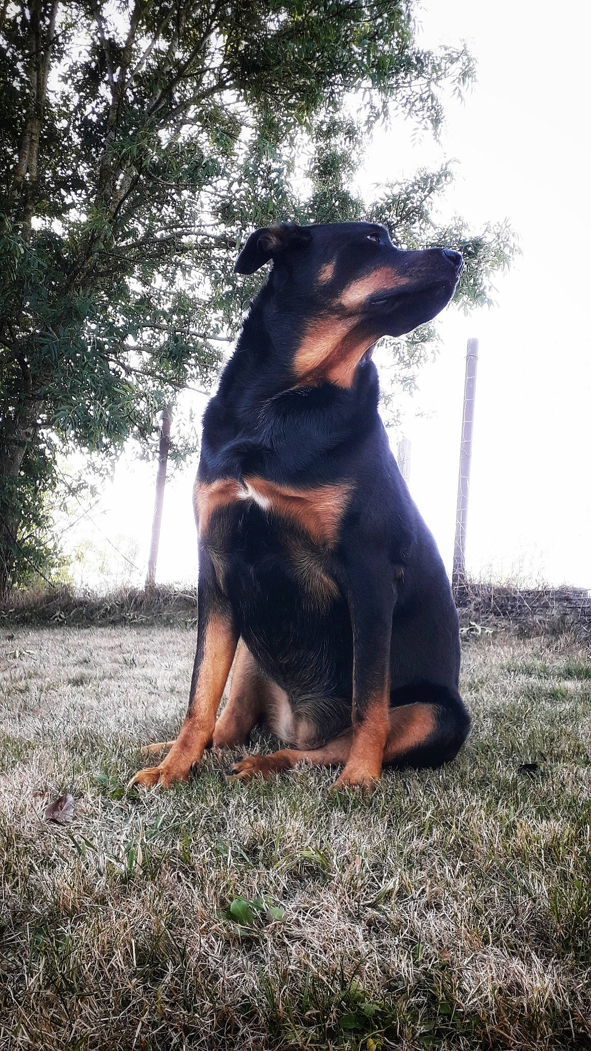Margotte a rejoint le concours — aidez-le/la à gagner de superbes lots ! beauceron, black_and_tan_terrier, canidae, carnivore, dobermann, dog, dog_breed, german_pinscher, guard_dog, huntaway, hunting_dog, jagdterrier, mammal, manchester_terrier, miniature_pinscher, pinscher, rare_breed_dog, smaland_hound, vertebrate, working_dog
