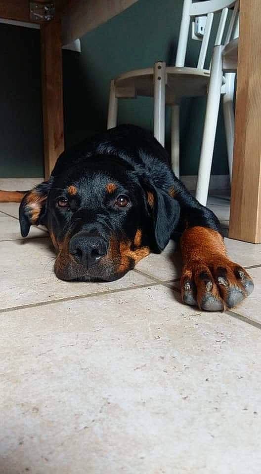 Margotte a rejoint le concours — aidez-le/la à gagner de superbes lots ! austrian_black_and_tan_hound, canidae, carnivore, dog, dog_breed, fawn, huntaway, hunting_dog, mammal, polish_hunting_dog, puppy, rare_breed_dog, rottweiler, snout, sporting_group, transylvanian_hound, vertebrate