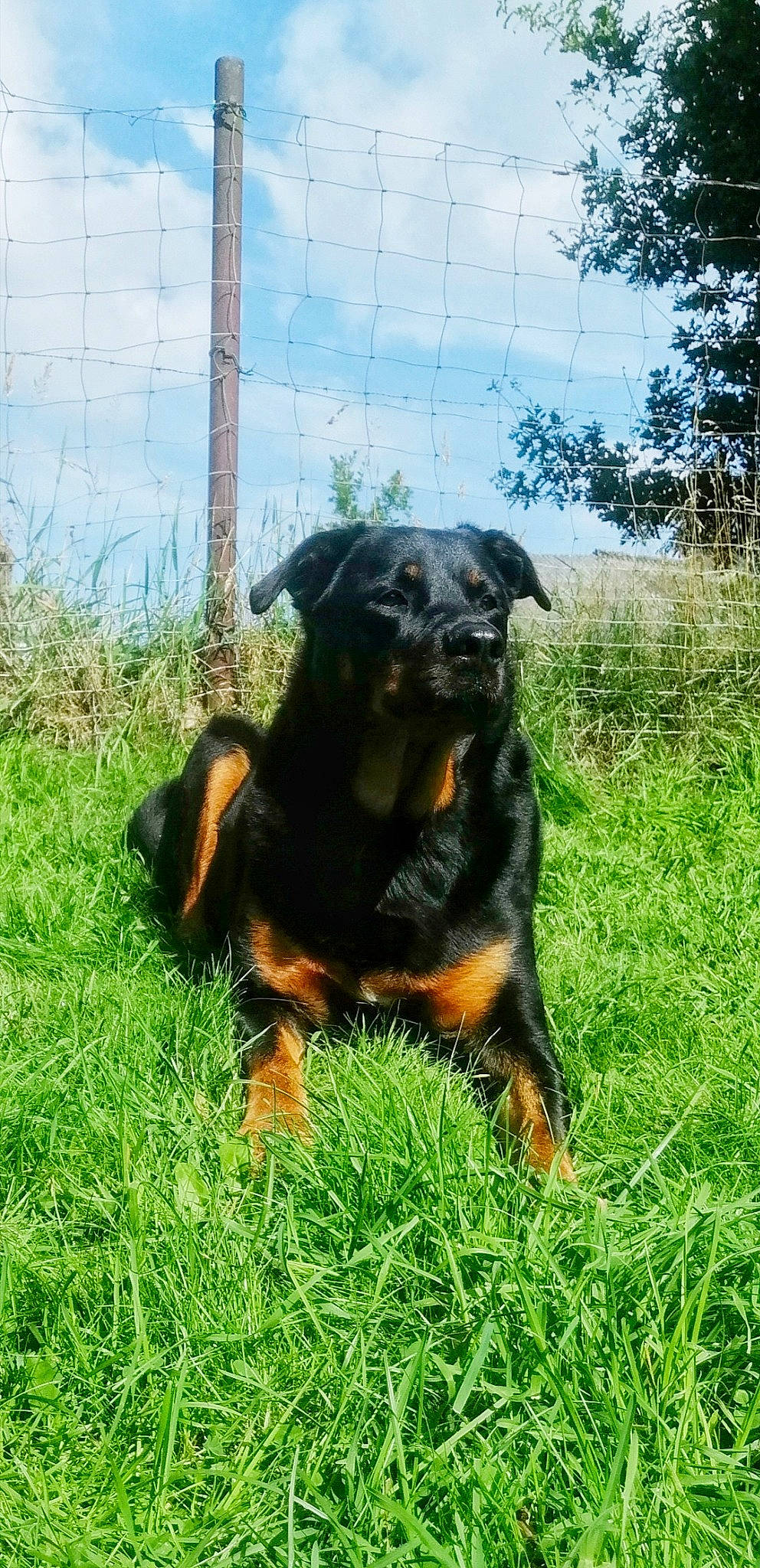 Margotte a rejoint le concours — aidez-le/la à gagner de superbes lots ! carnivore, cloud, companion_dog, dog, dog_breed, fence, grass, grassland, guard_dog, hunting_dog, plant, rottweiler, sky, snout, sporting_group, terrestrial_animal, tree, working_animal, working_dog