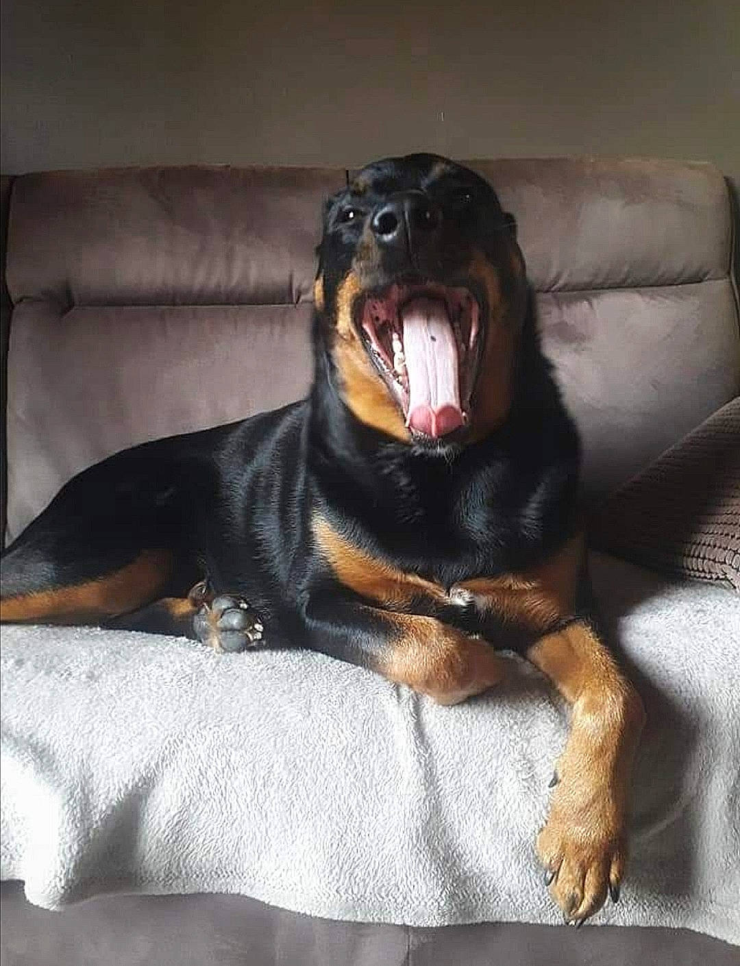 Margotte participe au concours pour gagner de l'argent avec cette photo : carnivore, comfort, companion_dog, couch, dog, dog_breed, guard_dog, hound, jaw, liver, paw, pinscher, rottweiler, smile, snout, sporting_group, terrestrial_animal, whiskers, working_animal, yawn