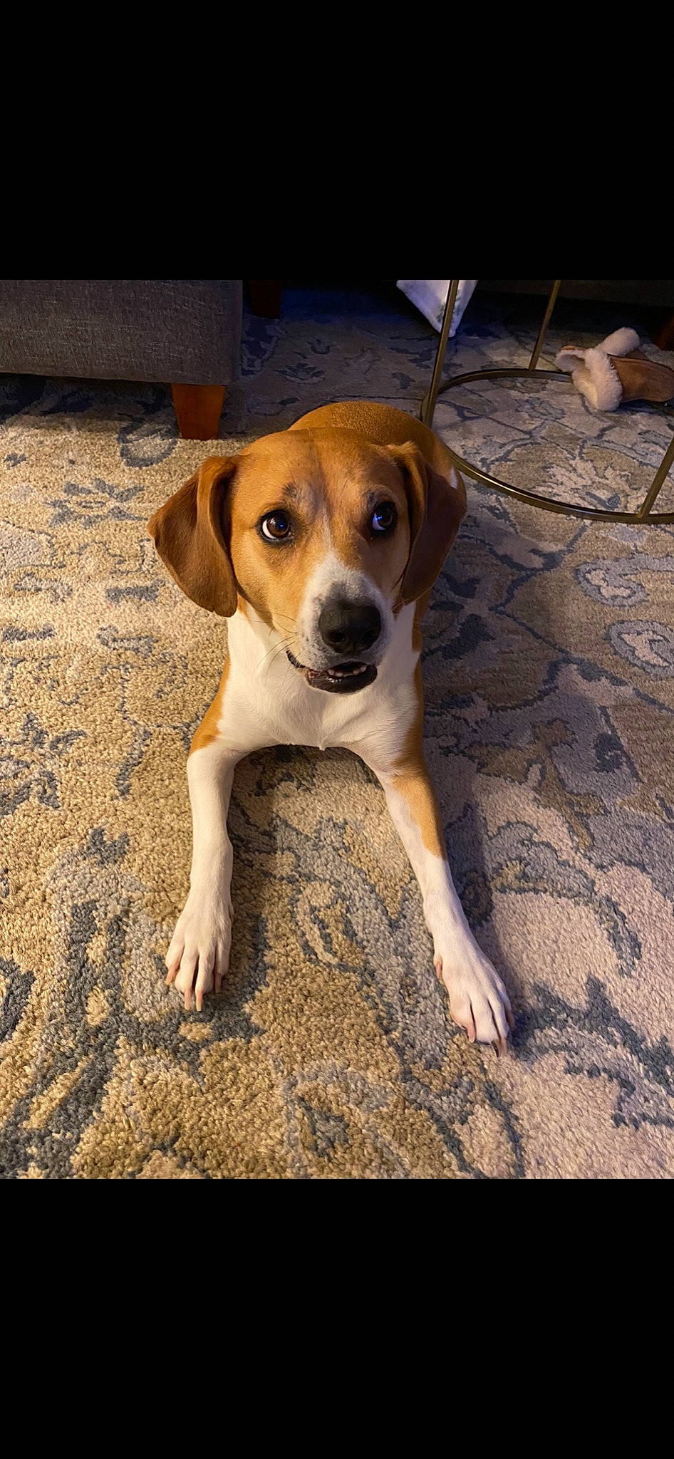 Junebug is registered to the contest to win money with this photo: beaglier, canidae, carnivore, companion_dog, dog, dog_breed, fawn, flooring, hunting_dog, paw, road_surface, snout, sporting_group, tail, wood