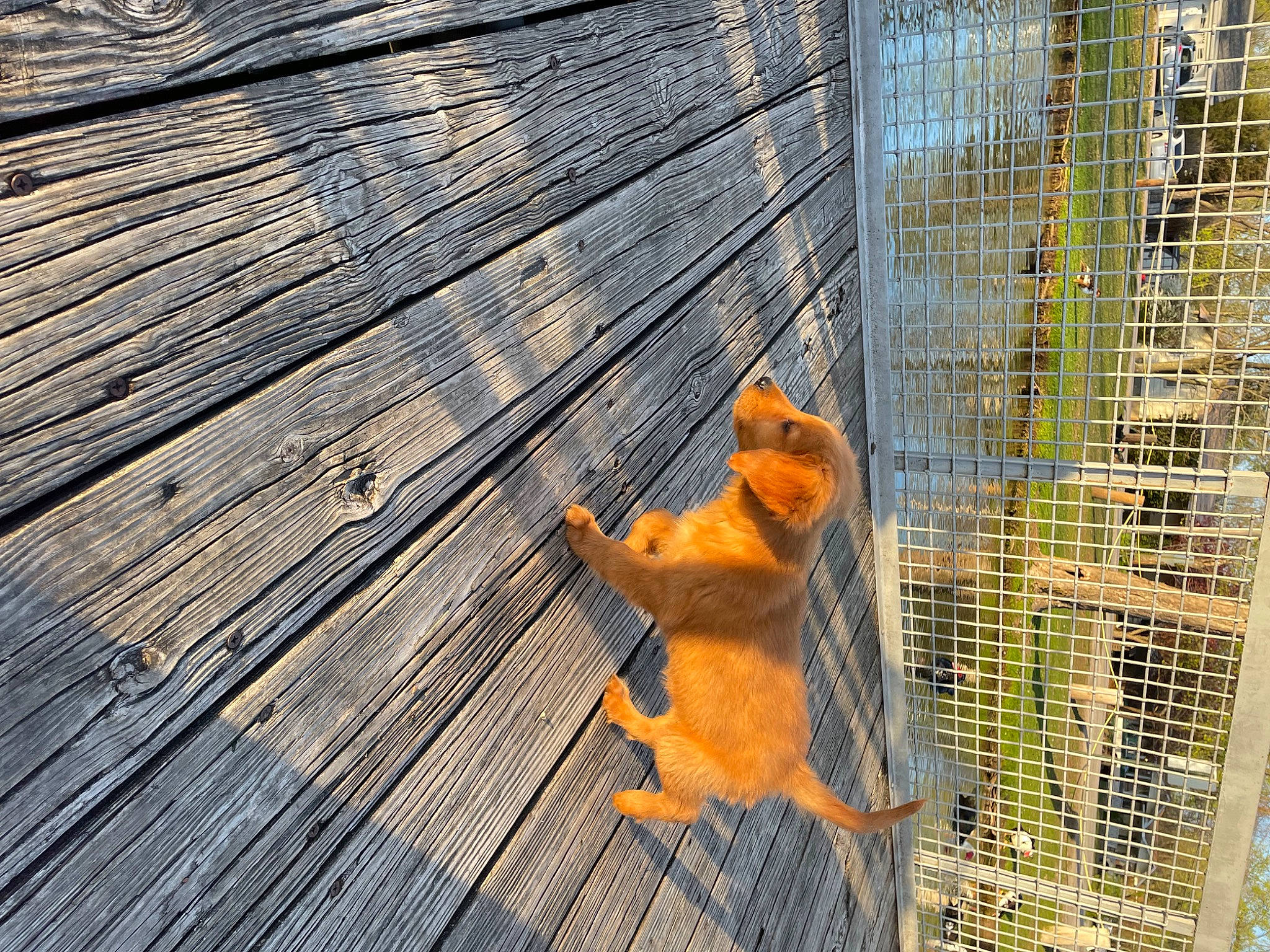 Rusty joined the competition — help win amazing prizes! animal_shelter, cage, carnivore, fawn, flooring, grass, hardwood, lumber, mesh, metal, pet_supply, plank, snout, tail, terrestrial_animal, tree, whiskers, wildlife, wood, wood_stain