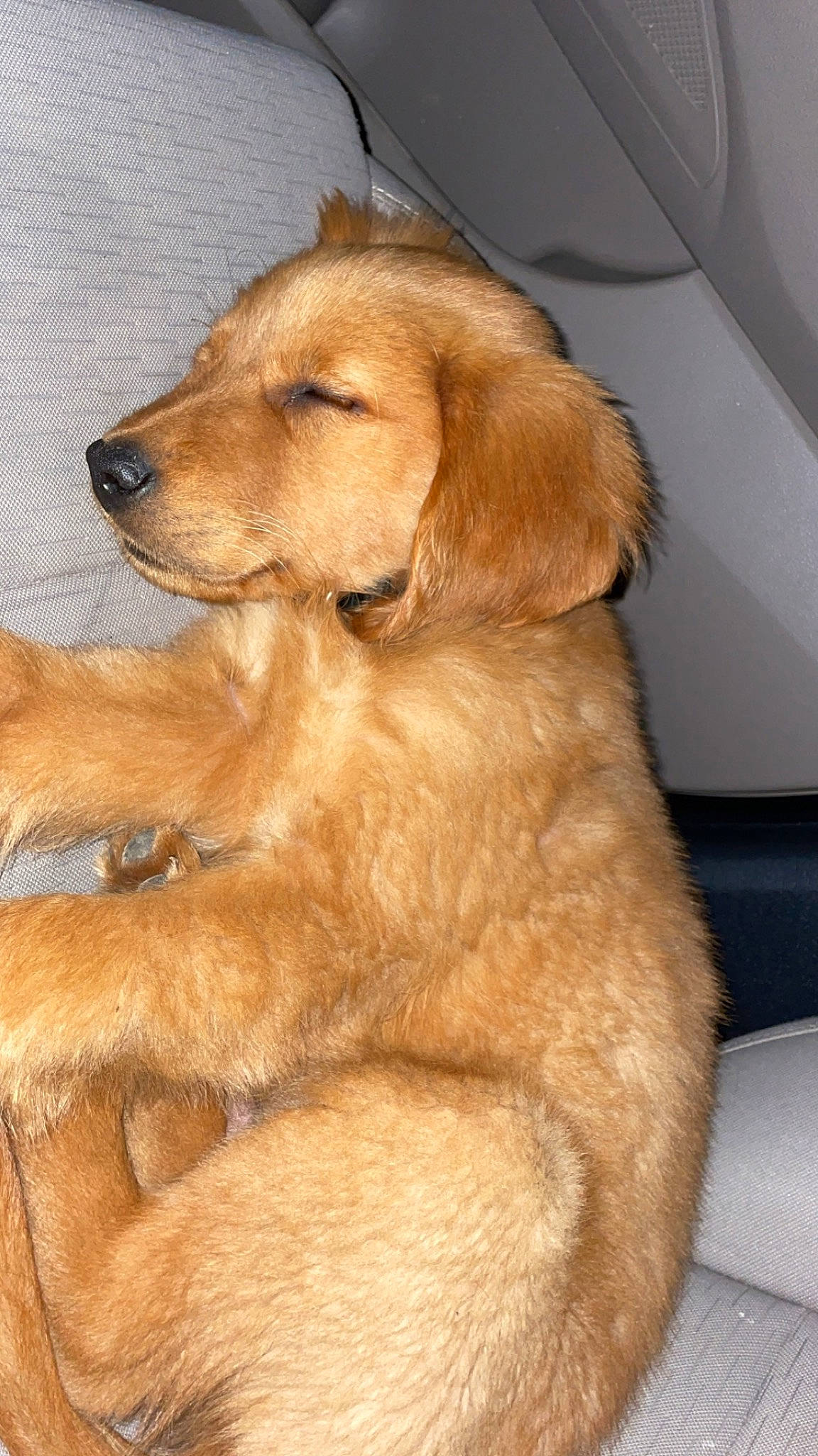 Rusty is registered to the contest to win money with this photo: canidae, carnivore, companion_dog, dog, dog_breed, fawn, flooring, fur, golden_retriever, gun_dog, liver, paw, pet_supply, snout, sporting_group, tail, whiskers, working_animal