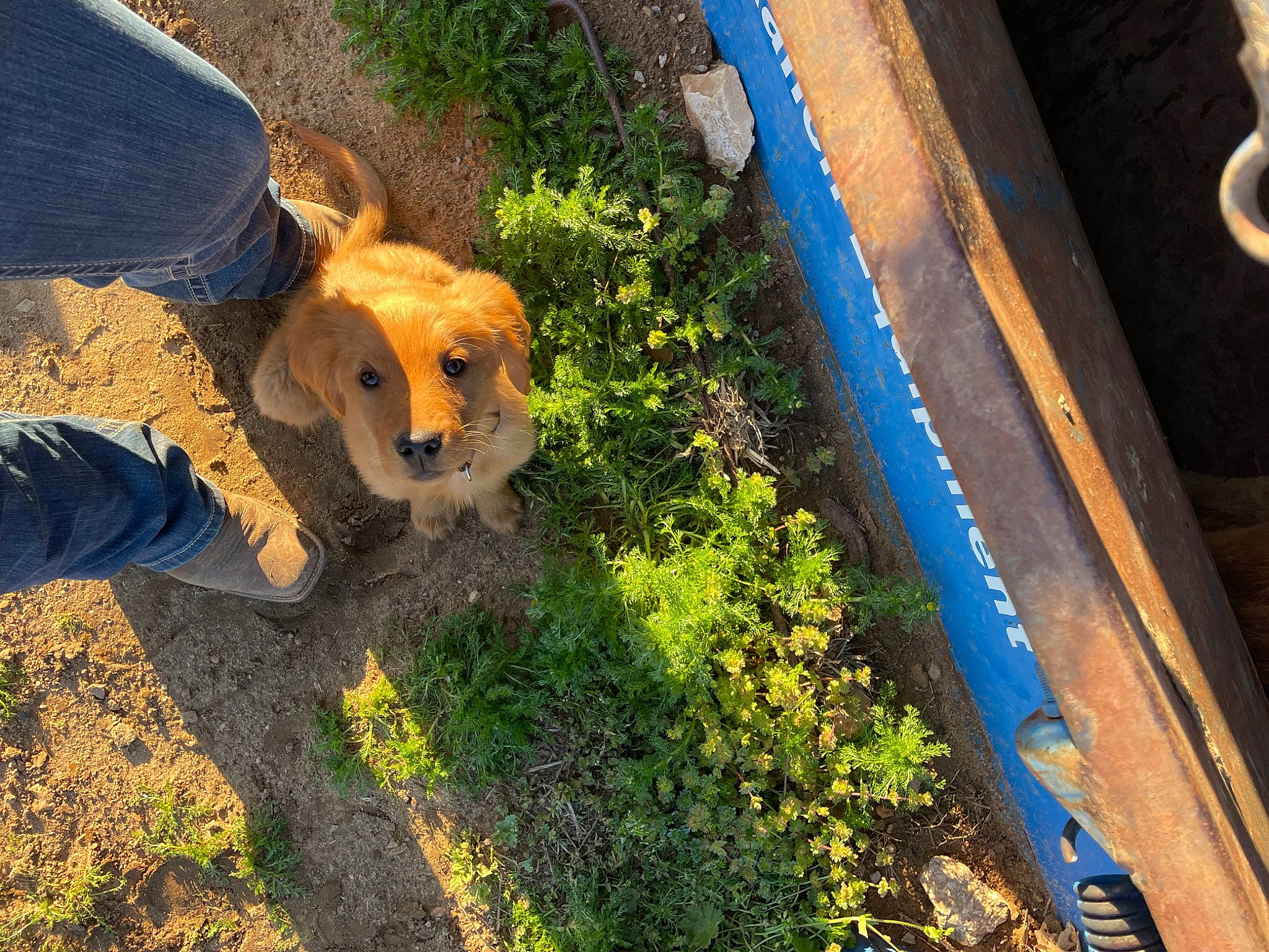 Rusty joined the competition — help win amazing prizes! annual_plant, canidae, carnivore, companion_dog, dog, dog_breed, fawn, flower, grass, people_in_nature, plant, road_surface, shadow, shrub, sidewalk, soil, sporting_group, tail, tints_and_shades, wood