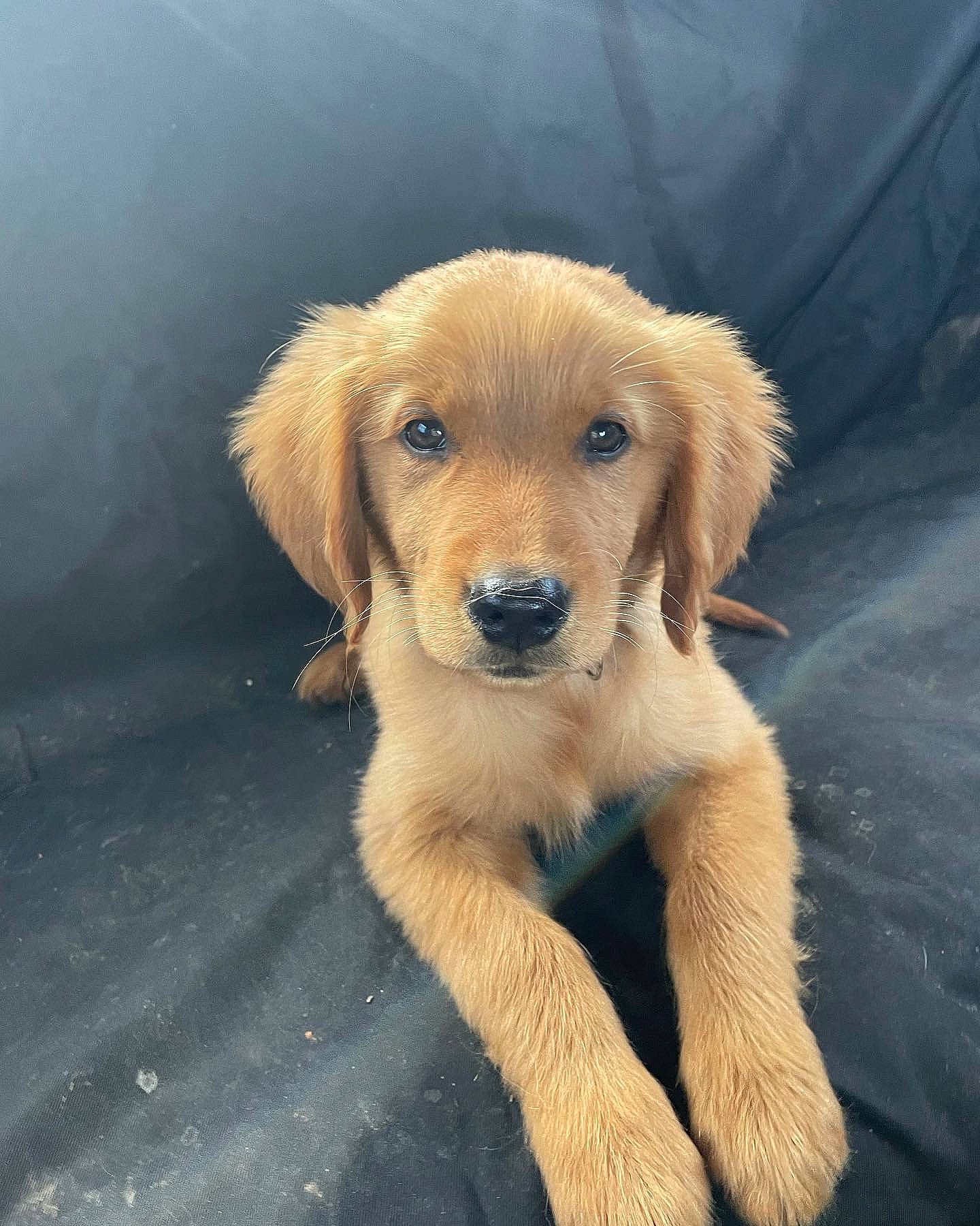 Rusty joined the competition — help win amazing prizes! canidae, carnivore, companion_dog, dog, dog_breed, fawn, fur, liver, paw, plant, puppy, sporting_group, tail, terrestrial_animal, whiskers, wildlife