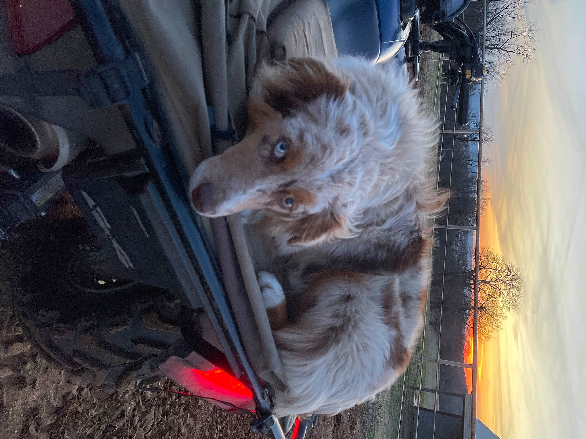 Nala is registered to the contest to win money with this photo: automotive_wheel_system, canidae, canis, carnivore, companion_dog, dog, dog_breed, fur, motor_vehicle, sled_dog, spitz, sporting_group, tail, tire, tree, vehicle, wheel, whiskers, wood