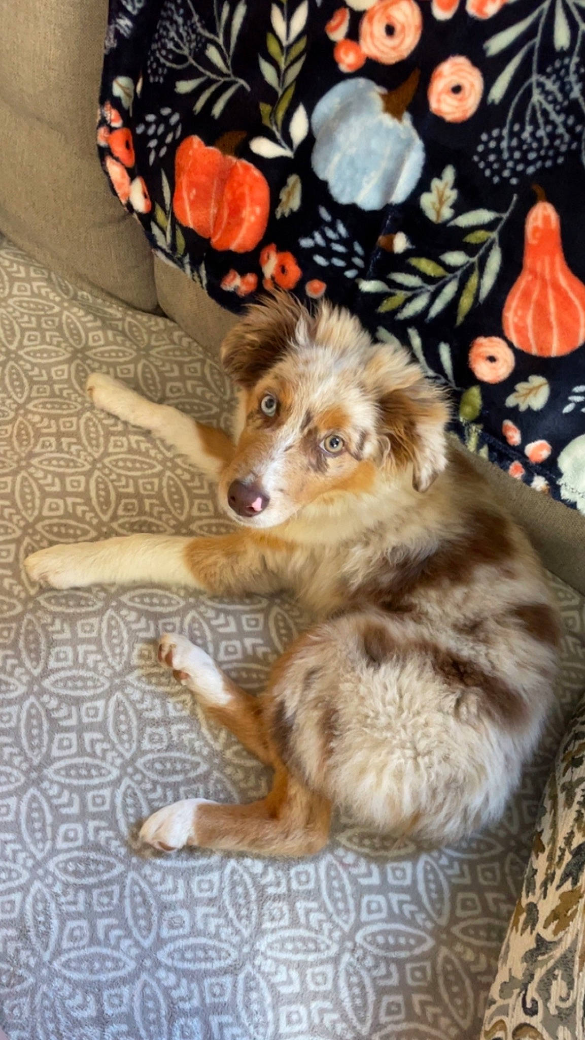 Nala is registered to the contest to win money with this photo: canidae, carnivore, companion_dog, dog, dog_breed, dog_supply, fawn, flooring, fur, non_sporting_group, paw, pet_supply, puppy, snout, sporting_group, tail, terrestrial_animal, toy_dog, whiskers, working_dog