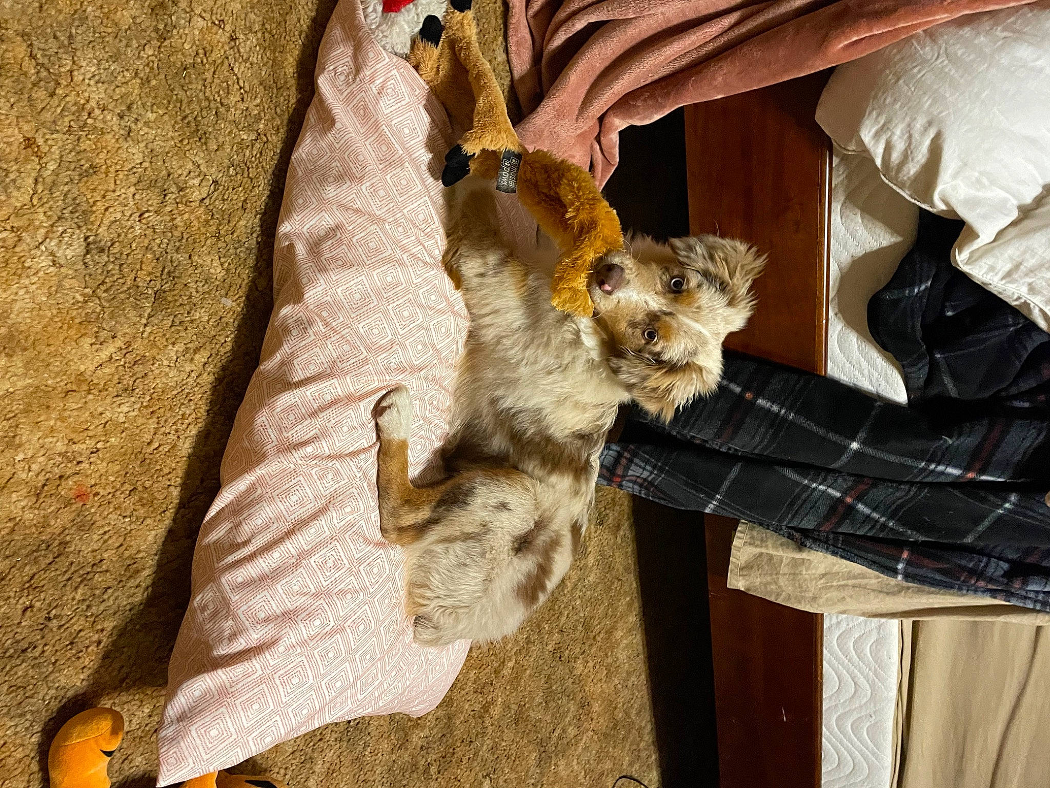 Nala is registered to the contest to win money with this photo: bird_of_prey, claw, falconiformes, fawn, felidae, fox_squirrel, fur, hat, mammal, perching_bird, rodent, small_to_medium_sized_cats, squirrel, tail, terrestrial_animal, vertebrate, whiskers, wildlife, wood