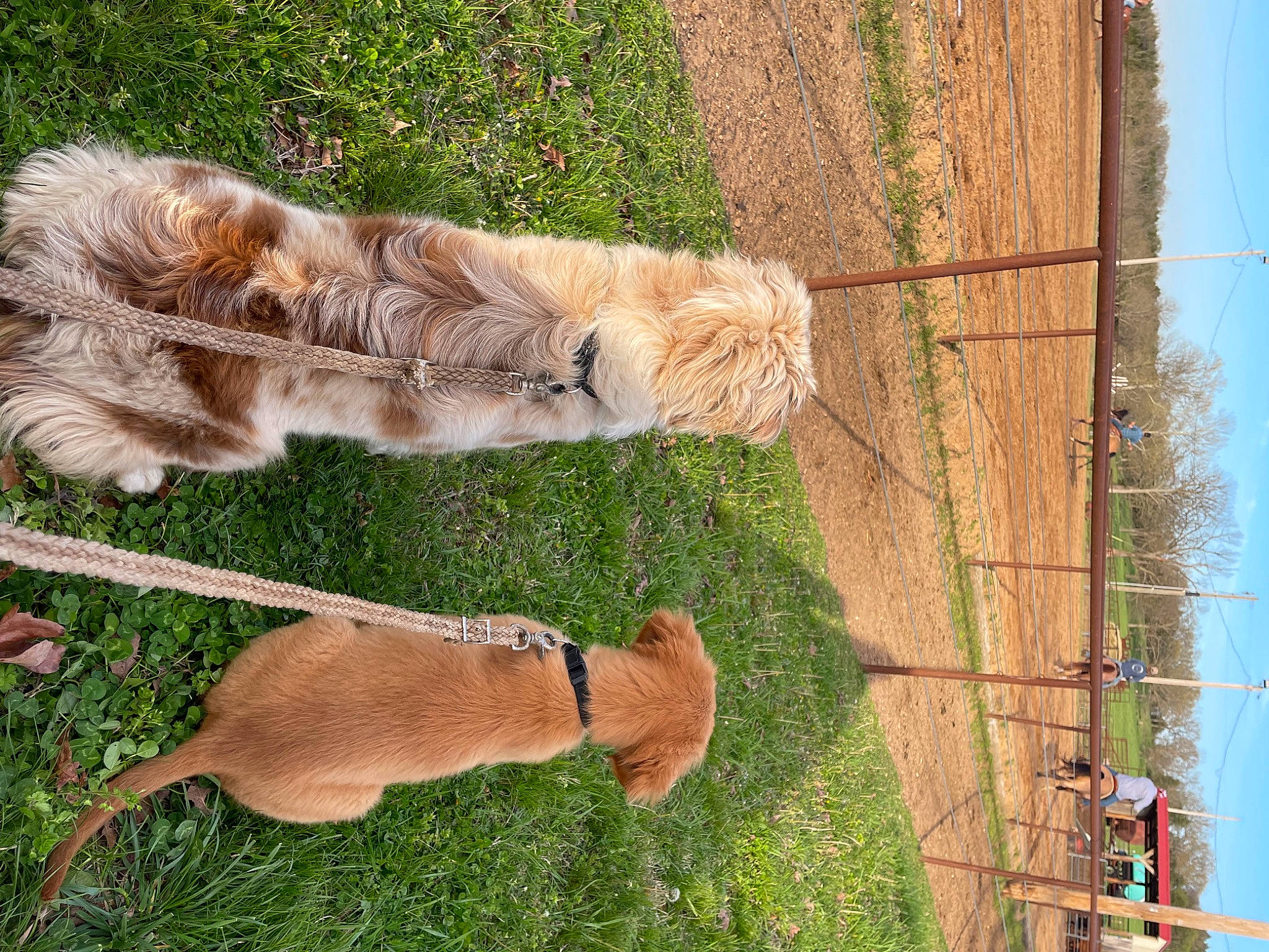 Nala is registered to the contest to win money with this photo: canidae, carnivore, collar, companion_dog, dog, dog_breed, fawn, felidae, grass, leash, liver, mammal, plant, sky, small_to_medium_sized_cats, snout, sporting_group, tail, tree, wood