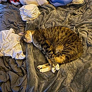 Pixie joined the competition — help win amazing prizes! cat, tabby_cat, sleeping, bed, blanket, clothing, fabric, cozy, indoor, resting, fur, striped, paw, soft, comfort, napping, domestic_animal, feline, relaxation, pile