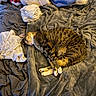 cat, tabby_cat, sleeping, bed, blanket, clothing, fabric, cozy, indoor, resting, fur, striped, paw, soft, comfort, napping, domestic_animal, feline, relaxation, pile