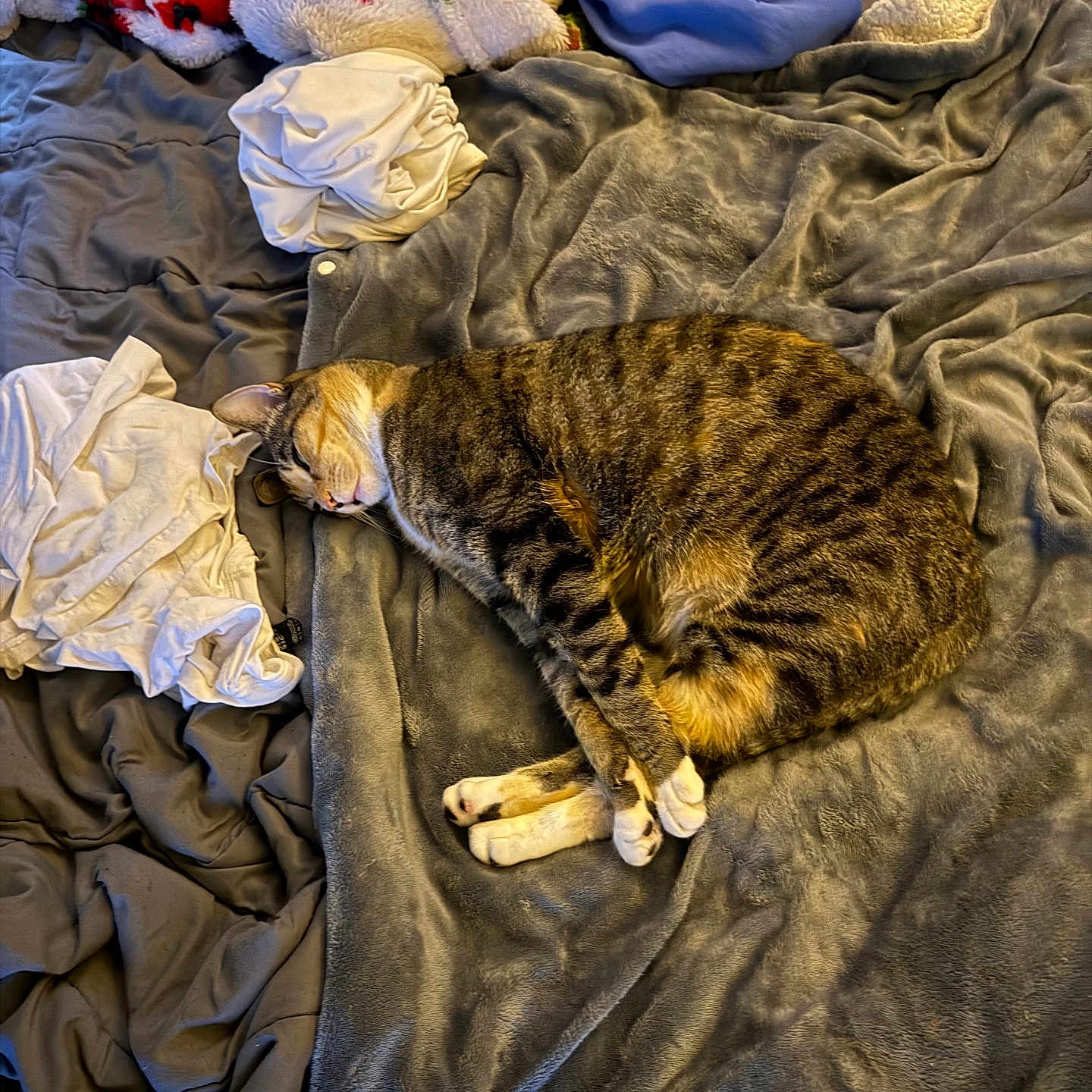 Pixie joined the competition — help win amazing prizes! cat, tabby_cat, sleeping, bed, blanket, clothing, fabric, cozy, indoor, resting, fur, striped, paw, soft, comfort, napping, domestic_animal, feline, relaxation, pile