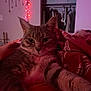animal, bedroom, blanket, cat, close_up, cozy, decor, fur, furniture, indoor, night, paw, pet, purple_lighting, red_lighting, relaxed, room, string_lights, tabby, whiskers