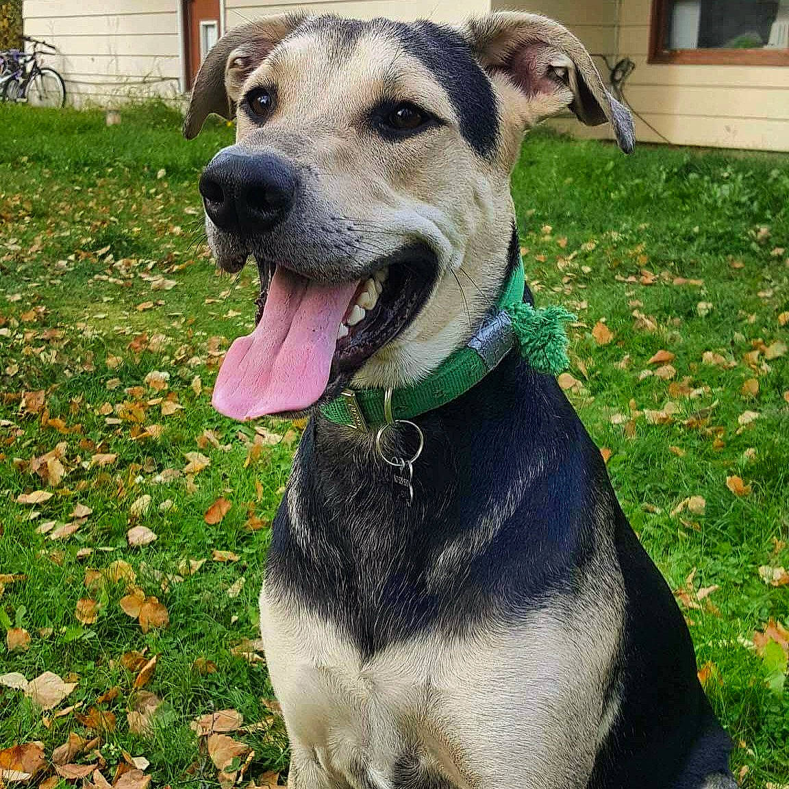 Odin is registered to the contest to win money with this photo: canidae, carnivore, collar, companion_dog, dog, dog_breed, dog_collar, dog_supply, fawn, grass, non_sporting_group, pet_supply, plant, snout, sporting_group, terrestrial_animal, whiskers, working_animal, working_dog