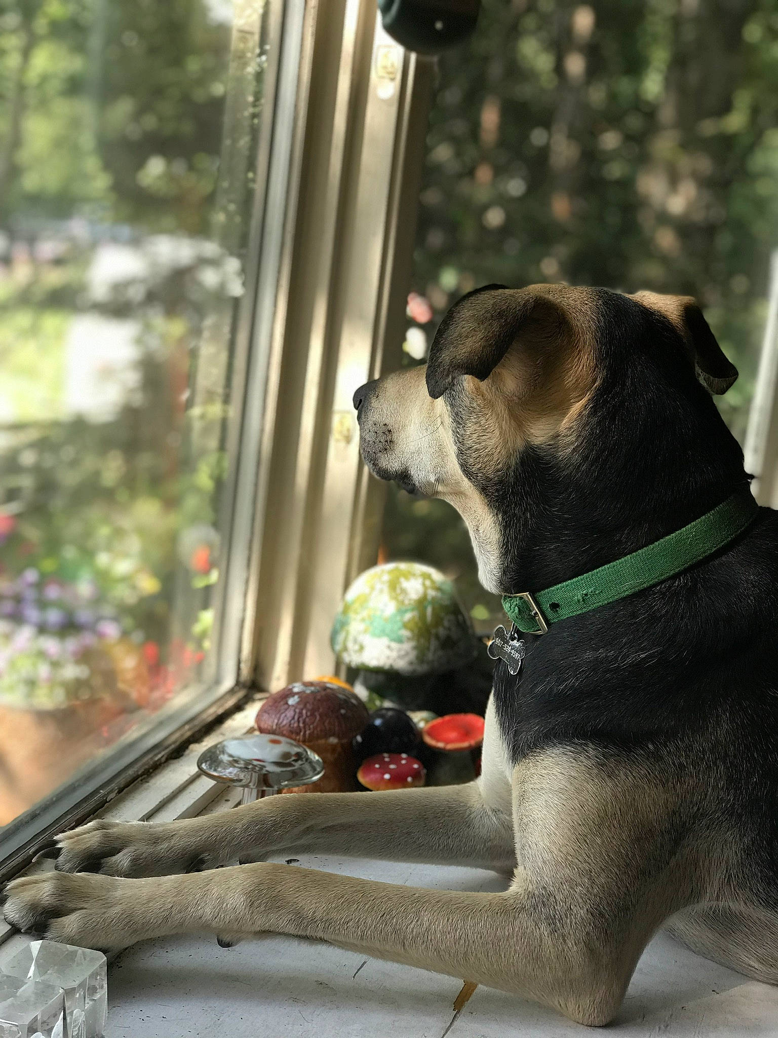 Odin is registered to the contest to win money with this photo: carmine, carnivore, collar, companion_dog, dog, dog_breed, dog_collar, dog_supply, fashion_accessory, fawn, fur, leash, pet_supply, plant, sitting, snout, tail, window, wood, working_animal