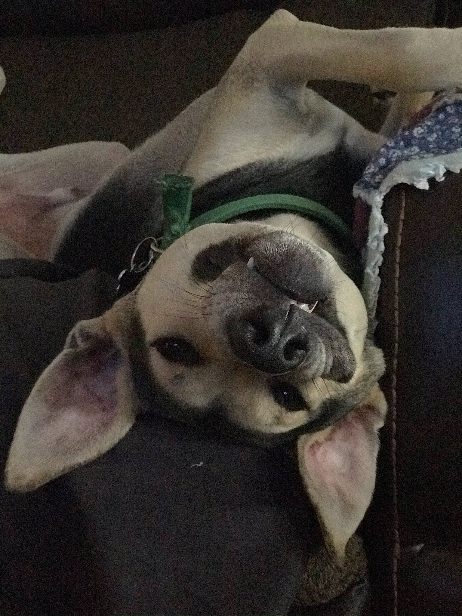 Odin joined the competition — help win amazing prizes! art, canidae, carnivore, cloud, comfort, companion_dog, dog, dog_breed, fawn, fur, grey, jaw, linens, mammal, skull, snout, sporting_group, toy_dog, whiskers, working_animal