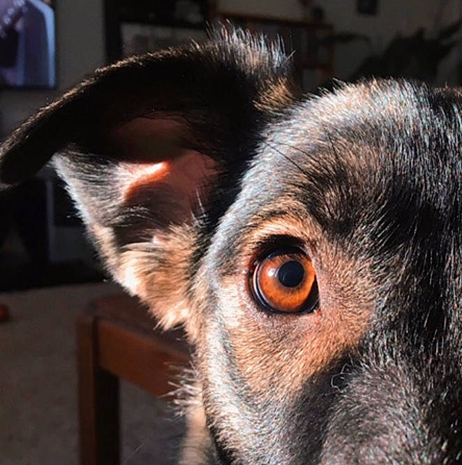 Andi is registered to the contest to win money with this photo: canidae, carnivore, close_up, companion_dog, dog, dog_breed, ear, eyelash, fawn, fur, snout, sporting_group, television, whiskers, wildlife, working_animal, working_dog