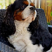 Nougat participe au concours pour gagner de l'argent avec cette photo : dog, cavalier_king_charles_spaniel, pet, animal, outdoor, chair, black, white, brown, fur, portrait, cute, canine, relaxed, sitting, furniture, closeup, fluffy, ears, whiskers