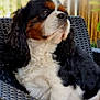 dog, cavalier_king_charles_spaniel, pet, animal, outdoor, chair, black, white, brown, fur, portrait, cute, canine, relaxed, sitting, furniture, closeup, fluffy, ears, whiskers