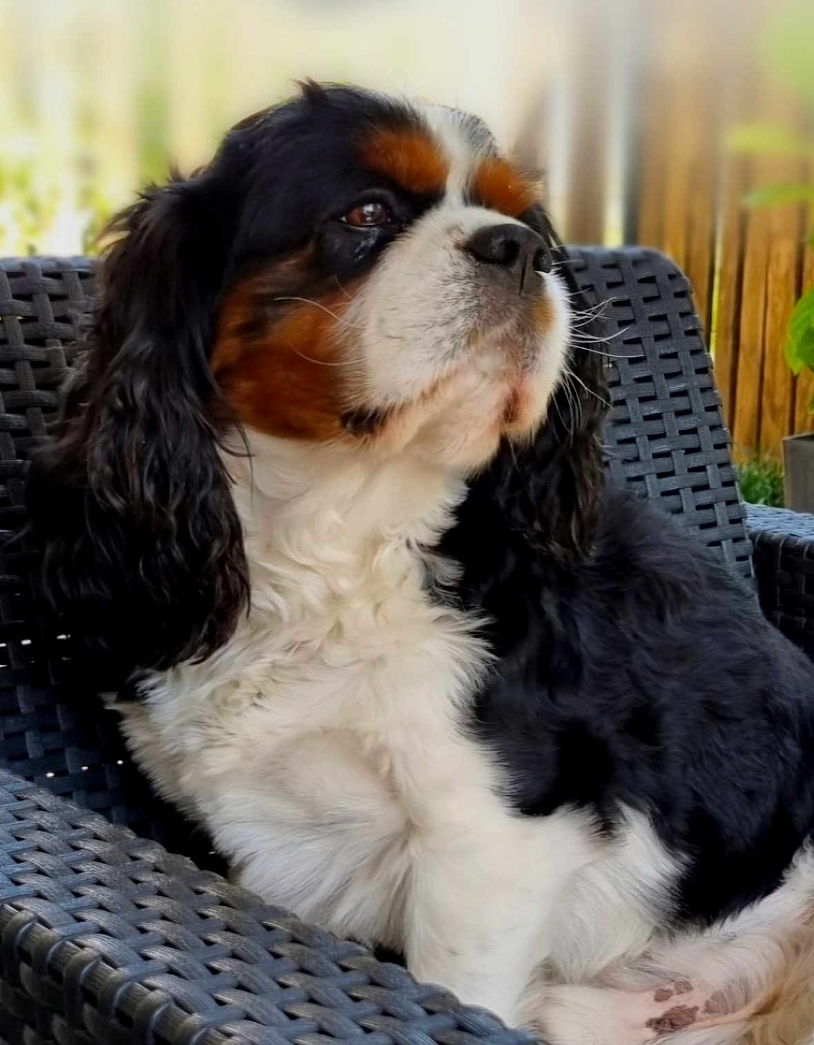 Nougat participe au concours pour gagner de l'argent avec cette photo : dog, cavalier_king_charles_spaniel, pet, animal, outdoor, chair, black, white, brown, fur, portrait, cute, canine, relaxed, sitting, furniture, closeup, fluffy, ears, whiskers