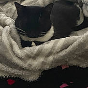 Sushi is registered to the contest to win money with this photo: animal, black_and_white, blanket, cat, closeup, comfort, cozy, cute, feline, fur, heart_pattern, indoor, pet, resting, sleeping, soft, texture, tuxedo_cat, warm, whiskers