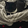 animal, black_and_white, blanket, cat, closeup, comfort, cozy, cute, feline, fur, heart_pattern, indoor, pet, resting, sleeping, soft, texture, tuxedo_cat, warm, whiskers