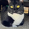 Sushi is registered to the contest to win money with this photo: alert, animal, black_and_white, carpet, cat, closeup, cute, domestic_cat, feline, fur, golden_eyes, indoor, lying_down, mammal, pet, portrait, resting, tuxedo_cat, whiskers