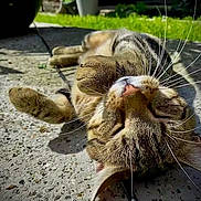Boom a rejoint le concours — aidez-le/la à gagner de superbes lots ! animal, brown_fur, cat, close_up, closed_eyes, concrete, feline, funny_pose, grass, lying_down, outdoor, pavement, pet, pink_nose, relaxed, shadows, sunbathing, tabby, upside_down, whiskers