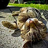 animal, brown_fur, cat, close_up, closed_eyes, concrete, feline, funny_pose, grass, lying_down, outdoor, pavement, pet, pink_nose, relaxed, shadows, sunbathing, tabby, upside_down, whiskers