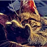 Boom a rejoint le concours — aidez-le/la à gagner de superbes lots ! animal, brown, cat, close_up, dramatic_lighting, ears, eyes, face, feline, funny_expression, fur, indoor, looking_at_camera, macro, nose, pet, photography, portrait, tabby, whiskers
