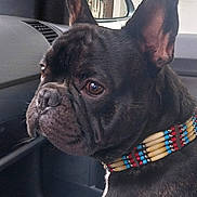 Norbert Meyer a rejoint le concours — aidez-le/la à gagner de superbes lots ! animal, beaded_collar, blanket, brown_eyes, car_interior, close_up, collar, companion, dashboard, dog, ears, french_bulldog, fur, indoor, looking_out, pet, reflection, seat, side_view, window