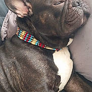 Wolf a rejoint le concours — aidez-le/la à gagner de superbes lots ! dog, french_bulldog, sleeping, collar, beaded_collar, resting, couch, pillow, indoor, pet, canine, relaxed, closeup, fur, black_dog, white_chest, snout, ears, paw, napping