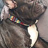 dog, french_bulldog, sleeping, collar, beaded_collar, resting, couch, pillow, indoor, pet, canine, relaxed, closeup, fur, black_dog, white_chest, snout, ears, paw, napping
